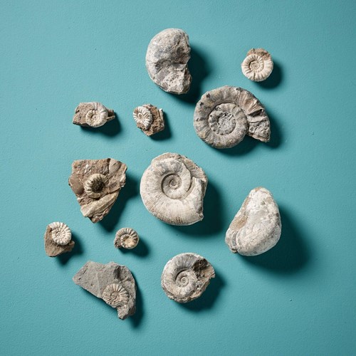 Collection Of 12 Natural Prehistoric Ammonite Fossil Specimens