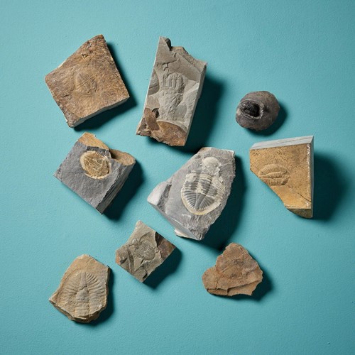 Collection Of 9 Prehistoric Fossilised Welsh Trilobites