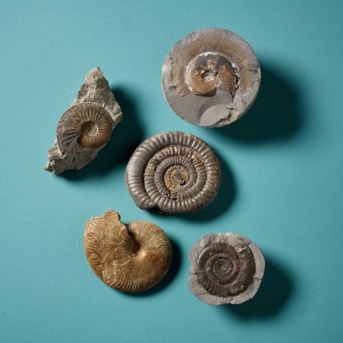 Set Of 5 Large Cabinet Natural English Ammonite Fossils
