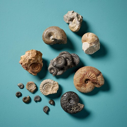 Set Of 15 Natural Prehistoric Ammonite Fossil Specimens