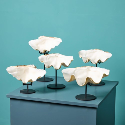 A Collection Of Large Specimen Clam Shells