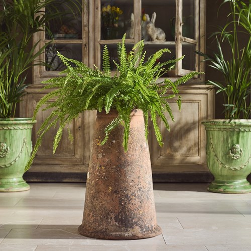 Victorian Rhubarb Forcer