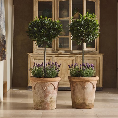 Italian Terracotta Planters