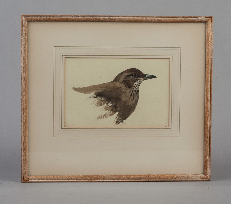 Archibald Thorburn. Young Blackbird (Female)-walpoles-3788-main-637085705252577565.jpg