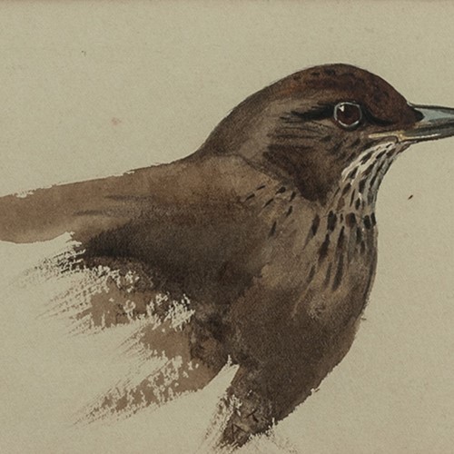 Archibald Thorburn. Young Blackbird (Female)
