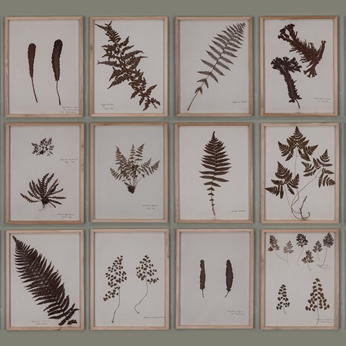 Barthropp's Ferns With A Choice Of Frames