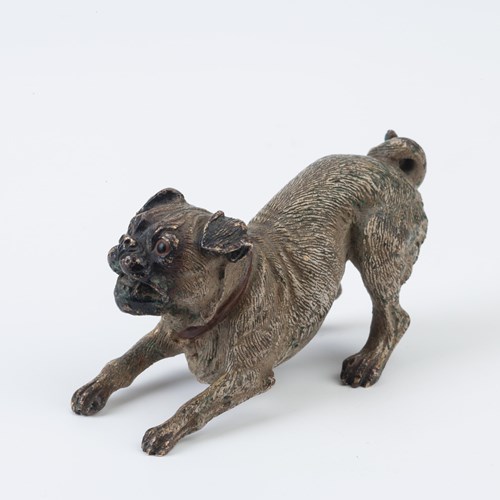 Austrian Bronze Model Of A Playful Pug