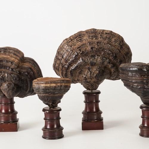 Bracket Fungus Specimens