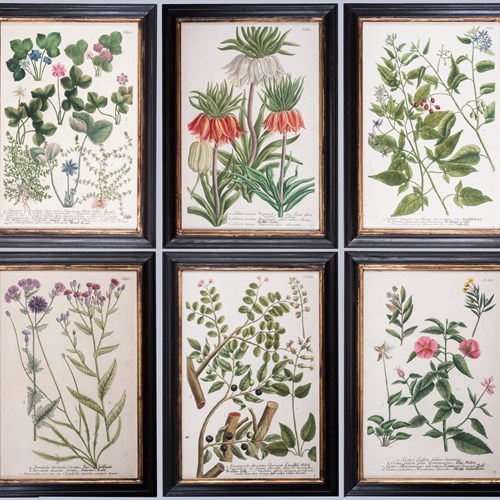 J. W. Weinmann: A Set Of Six Framed Botanical Prints 