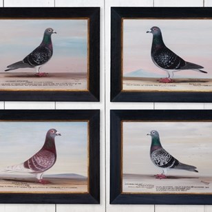 Champion Racing Pigeons By J. Brown...