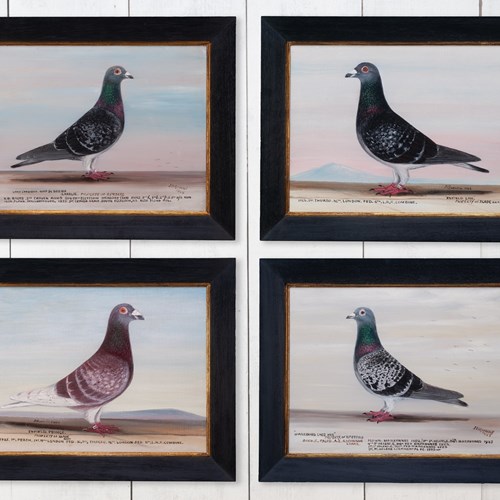 Champion Racing Pigeons By J. Browne 