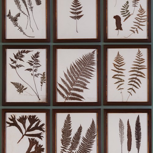 Ferns