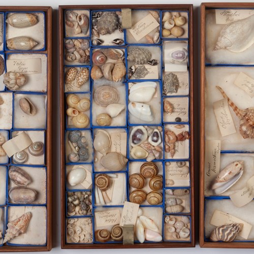 A Conchologists' Collection