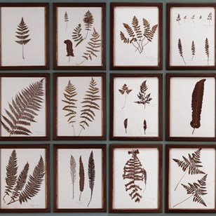 A Wall Full Of 18 Ferns 