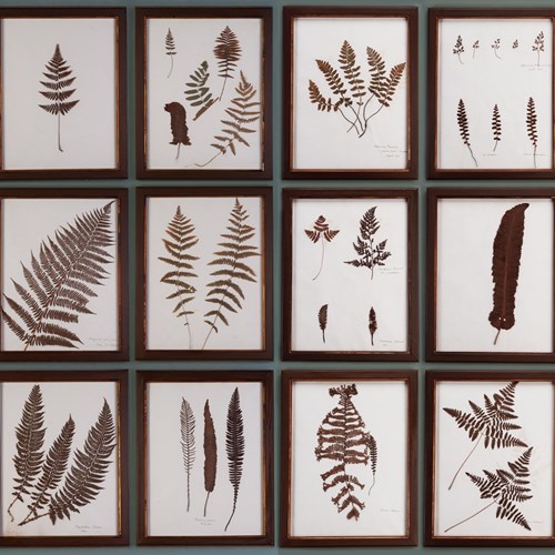 A Wall Full Of 18 Ferns 