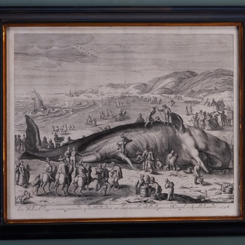 Sperm Whale Beached Near Berkhey