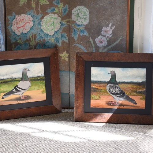 Racing Pigeon Oil On Board Paintings 