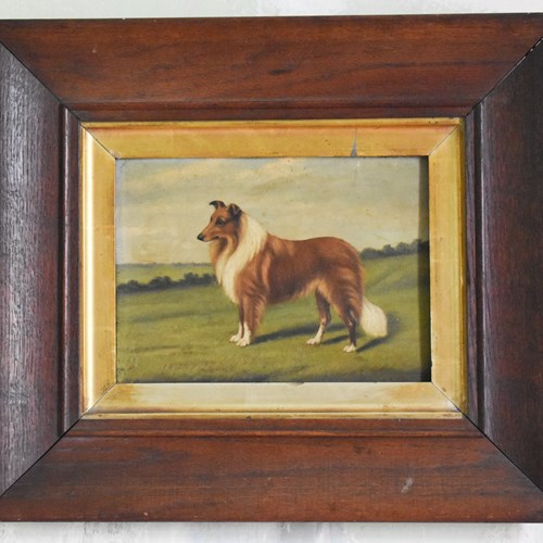 Naive Portrait Of A Border Collie