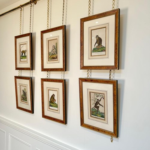 Early 19Th C Hand Coloured Monkey Engravings