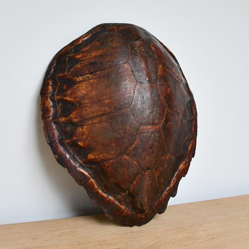 19Th Century - Victorian Turtle Shell